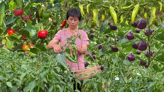 A bumper harvest of peppers, grandma makes pickled pepper chutney, sour and spicy appetizers