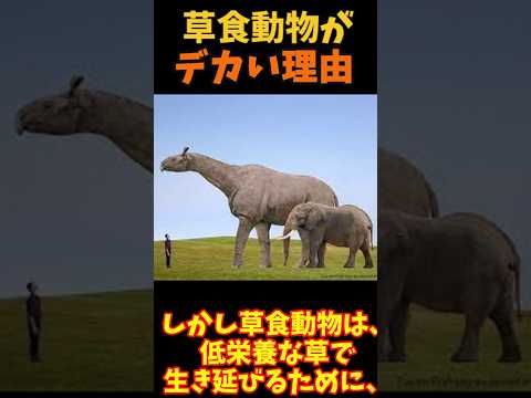 【ゆっくり解説】 草食動物がデカい理由