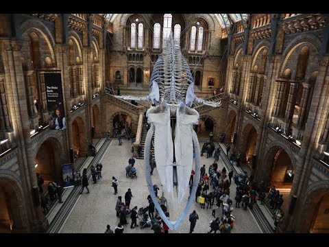 Video: I Migliori Musei Gratuiti A Londra