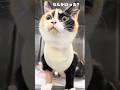 先生の話をちゃんと聞いてる…可愛すぎる猫のこまちさん【猫の避妊手術の入院中】#cat #猫 #保護猫 #shorts