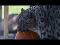 Snow Leopard Spooky Pumpkin Chomps