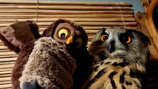 How to touch an owl's face and stay with all your fingers