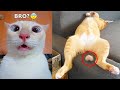 Funniest Dogs And Cats - Best Of The 2022 Funny Animal Videos #10