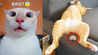 Funniest Dogs And Cats - Best Of The 2022 Funny Animal Videos #10