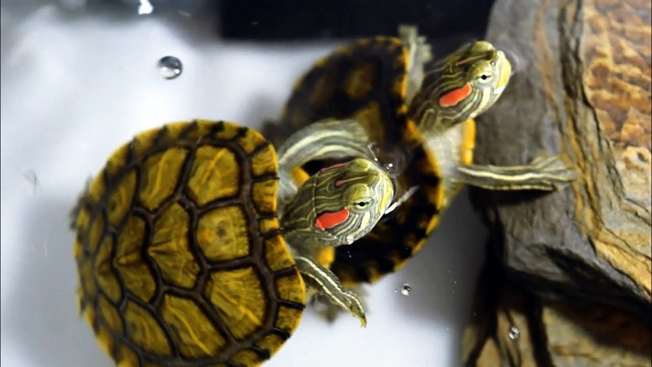 BABY TURTLES - YouTube