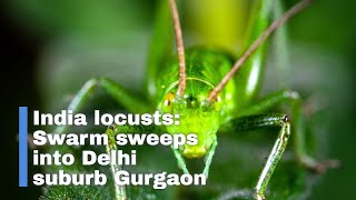 India locusts: Swarm sweeps into Delhi suburb Gurgaon