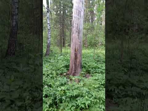 нашёл сухостой в лесу на дрова