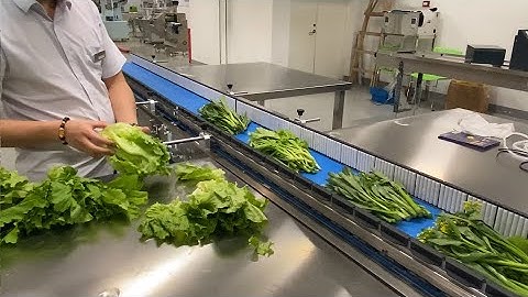 CHLB flow wrapper CB-680XWS vegetables lettuce broccoli asparagus lettuce packing line