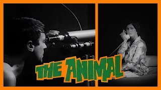 The Animal (1968) - A Roughie Thats Nearly a Lost Film
Review of The Animal from 1968.
Lee Frost (The Pick-Up) brings us another twisted tale. Virginia Gordon (Hot Spur) and John Alderman (Cleopatra Jones) star.
CORRECTION: the subtitled language is Danish, not Norwegian. Google lied to me!
Big thanks to https://www.youtube.com/@GinaVolpeMusic for letting me use her music! Check out her stuff and show some love.
You can show me some love by subscribing to my Patreon: https://www.patreon.com/c/XploitationReviews
Or tucking a few bills into my virtual waistband: https://ko-fi.com/xploitation_randr
Want to chat about movies? Join my Discord: https://discord.gg/dAwxCdFAzT
#cultfilm #moviereview #grindhouse #60s
Music courtesy of: https://www.youtube.com/@GinaVolpeMusic
Royalty free background music from Bensound The Animal (1968) - A Roughie Thats Nearly a Lost Film
