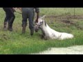 Rescuing a horse