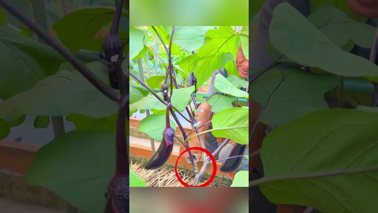 This pruning method keeps eggplants producing forever #eggplant #gardening #technique