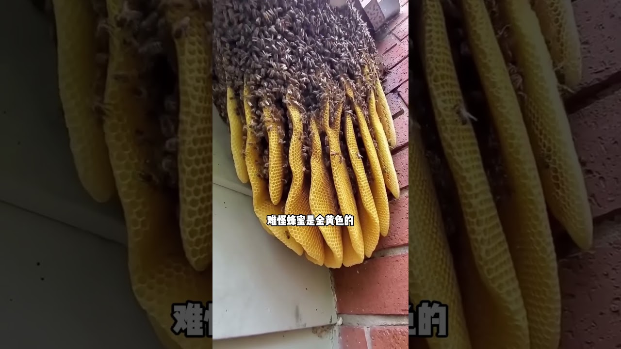 这就是为什么野生蜂蜜贵的原因#有趣