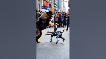 机器狗大战 #机器狗 #robotic dog #robot dog #AI #china