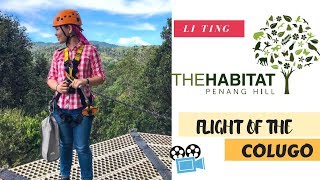 【The Habitat Penang Hill // Flight of the Colugo 】Highest Zipline in Penang!