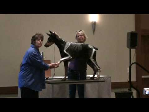 Video: Canine Anatomy, Model & Definition - Kroppskart