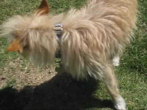 puppy paradise Adopt a dog today: Winston