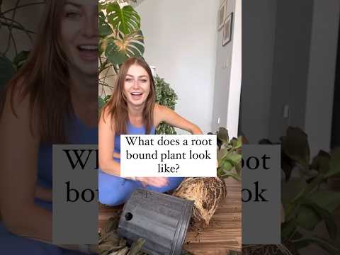 Βίντεο: When It It Time Repot A φυτό εσωτερικού χώρου