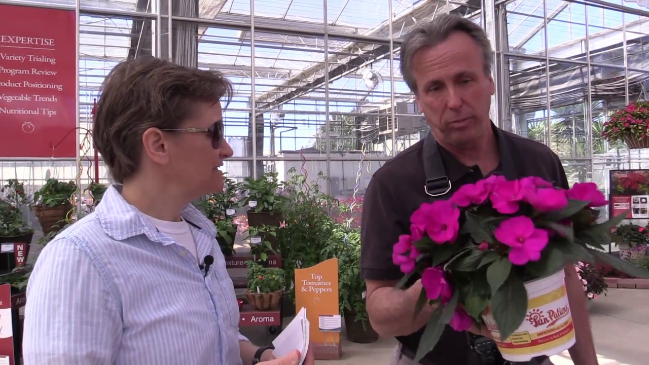 Spring Trials 2017: Sakata