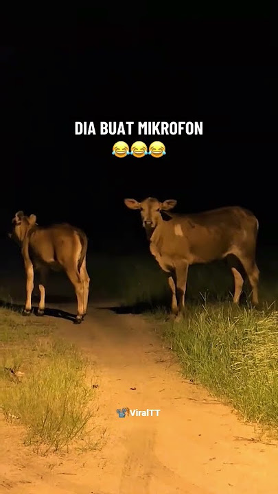 Cari mak pun x kan sampai dlm juboq 🤣 #lembubetul