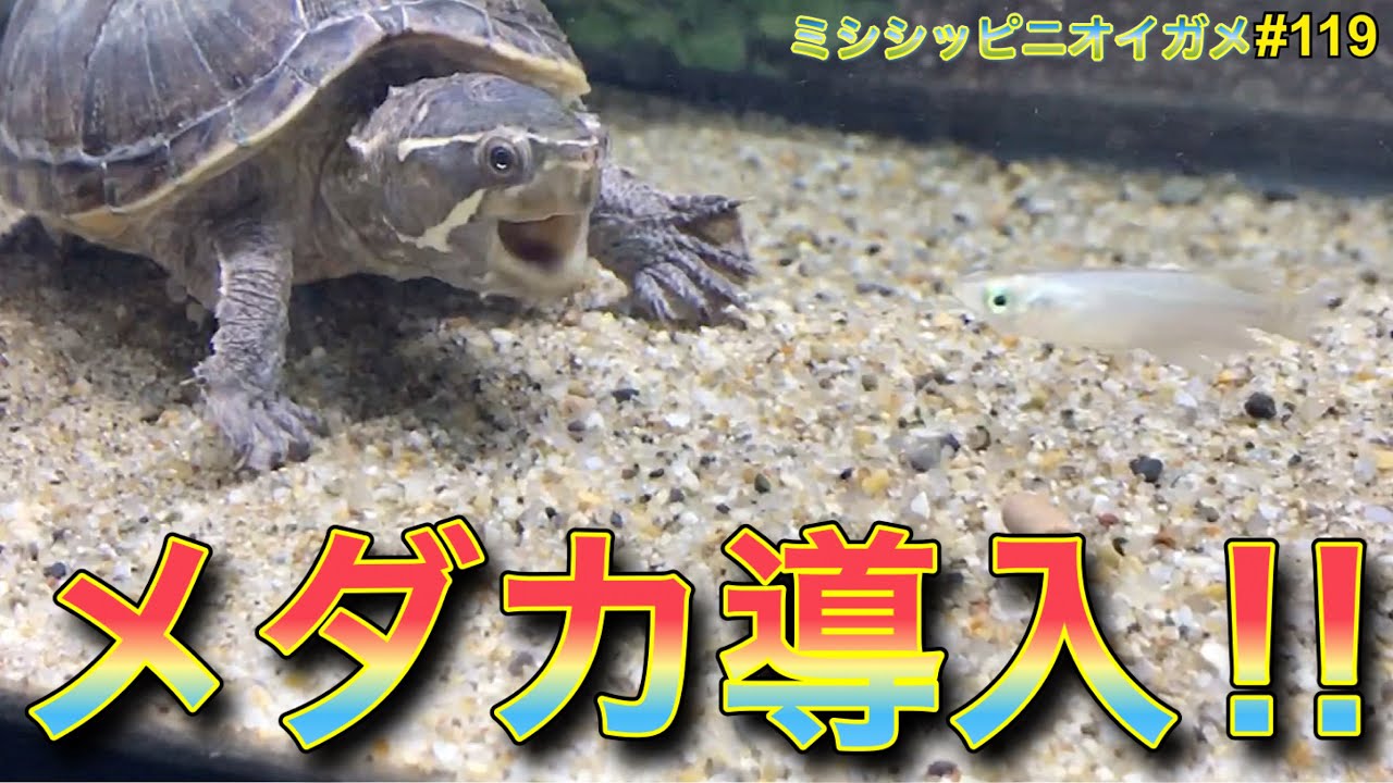 ミシシッピニオイガメ 飼育 119 メダカ導入 Youtube