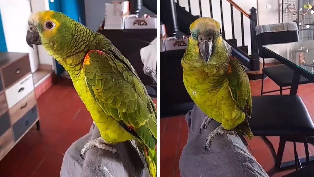 Parrot shows off epic opera singing skills #shorts - YouTube