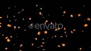 Falling Maple Leaves 4K | Motion Graphics - Envato elements