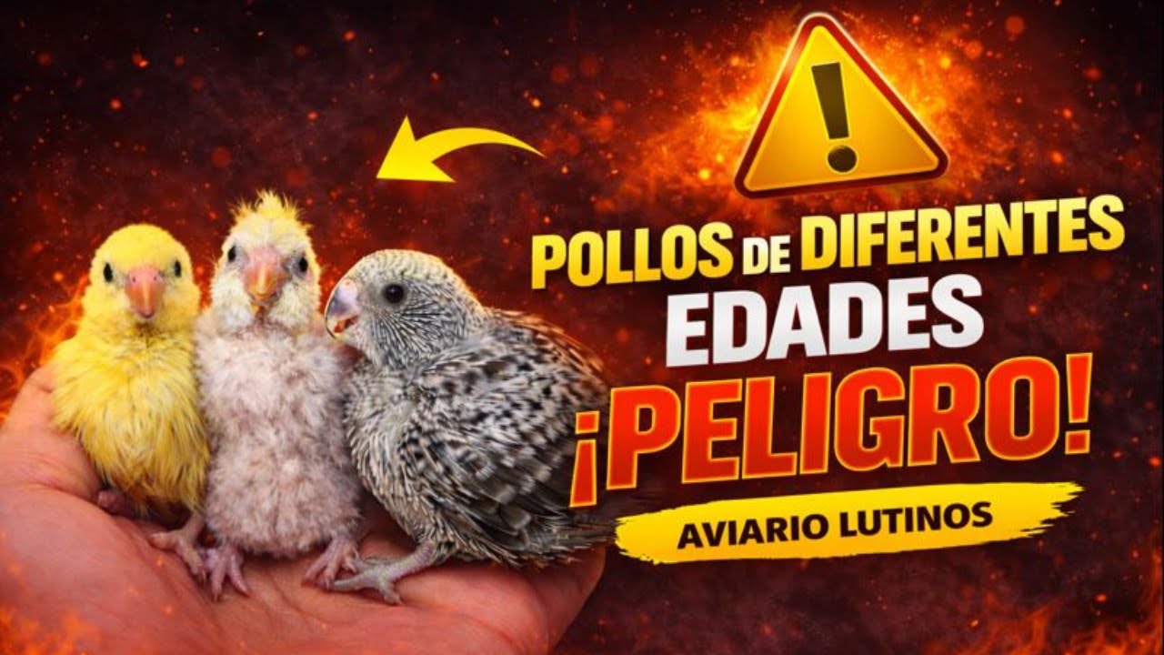 Гнездо с птенцами волнистых попугайчиков разного возраста.