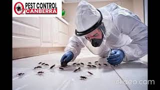 Carpet Beetles Control Canberra | Carpet Beetles Control in Canberra | Pest Control in Canberra