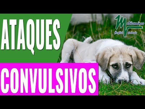 Video: Epilepsia y sus efectos sobre el equilibrio en caninos