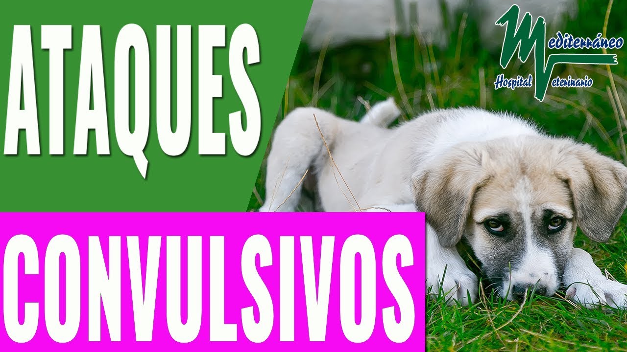 Perro de un en hacer una que convulsion