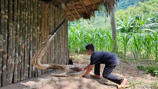 Orphan Boy Chase the Giant Shepherd out of his house, Into the forest Picking bananas to sell