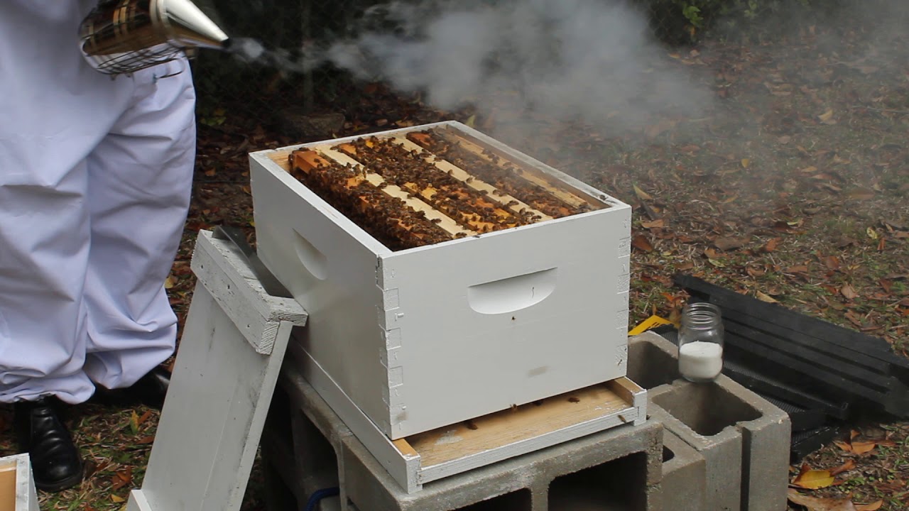 Hive Inspection ASMR Ambient No Talking Beginner Beekeeping