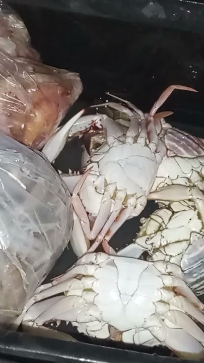 different kind of fresh fish #fishing