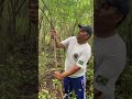 Olha só a natureza como é linda #berimbau #capoeira #viralvideo