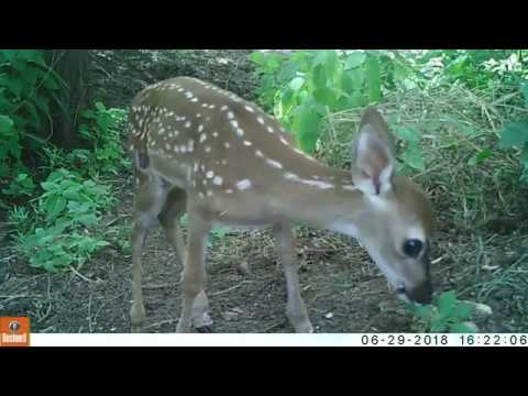 rat snake images Texas Trail Cam Compilation June 30, 2018