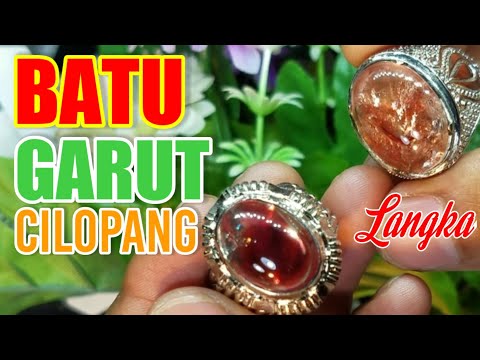 BACAN COKLAT MULAI DARI HARGA 150 RIBU SAJA. 