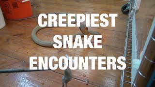 The Creepiest Snake Encounters - Compilation