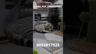 Sonu Pet Transport | Safe &amp; Trusted Pet Relocation Service 🐶🐱 | Door to Door Pet Transport #animals