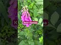 #квіти_україни #квіти #харківсьогодні #харківнезламний