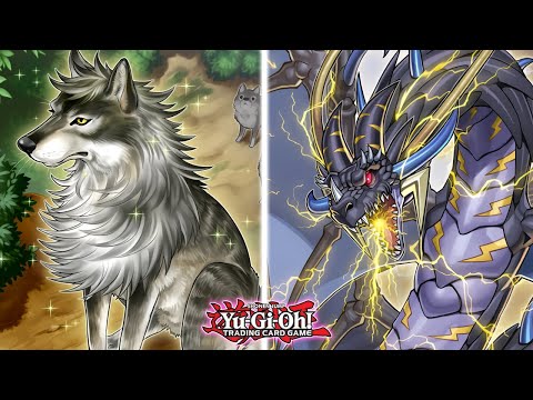 I Had No Idea This Deck Was THIS Powerful! PURE Thunder Dragon Combos & Deck Profile! Yu-Gi-Oh!