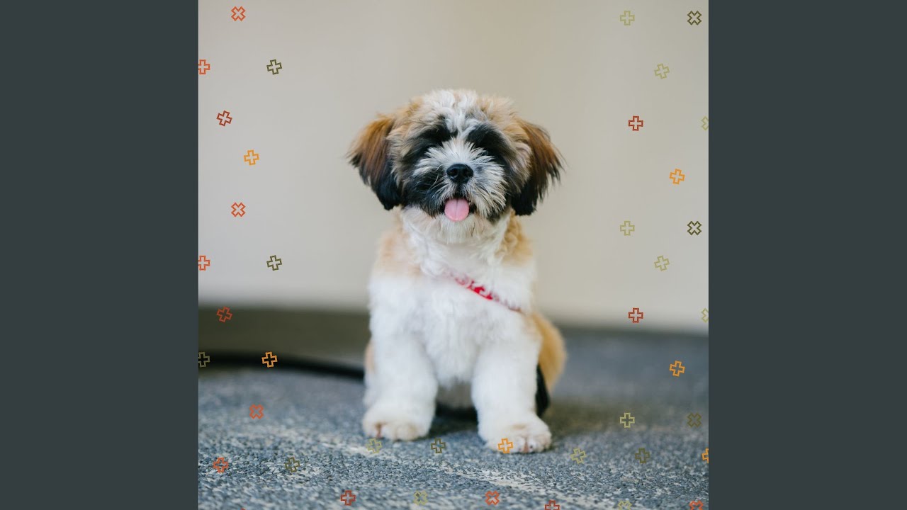 Retro Calm Dog Moments