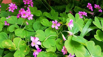 مطرف المطرف - مقطع من صلاة التراويح ليلة ٤-٩-١٤٤٦ من سورة البقرة