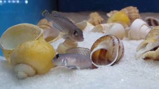 Tanganyika Lamprologus Ornatipinnis Hd