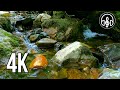 Relaxing mountain stream with birdsong. Sounds of nature for sleeping and relaxing.