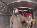 Draft Horses : My Trailer Problem With Draft Horses