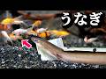 50匹の金魚を肉食魚たちの水槽へ入れました。
