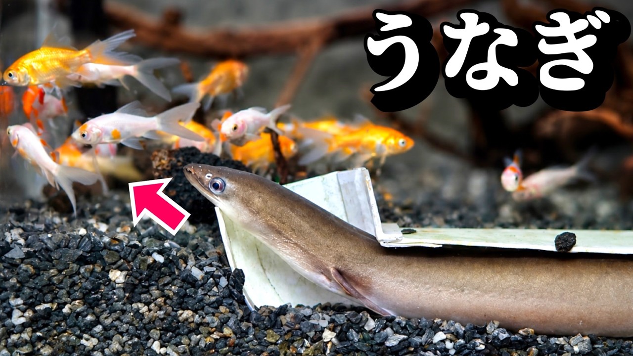 50匹の金魚を肉食魚たちの水槽へ入れました。