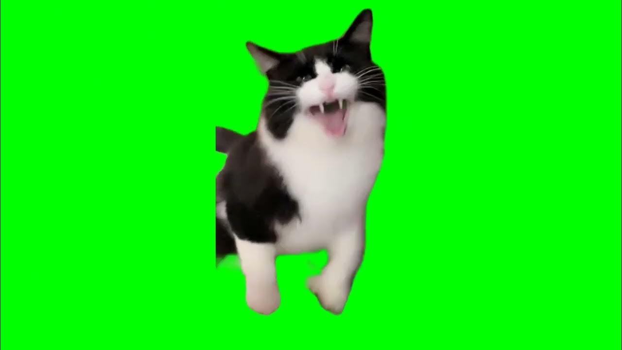 This is Absurd Behavior Mr Chief Face the Camera YouTube