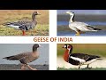 Geese of India 🇮🇳 | Birds | Indian Birds