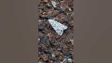 #تلاوة_خاشعة #اكسبلور #قران_كريم #سورة_لقمان #المراره #لايك #المراه #تصويري #النظافه #nature